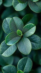 Close-up of vibrant green leaves  Intricate leaf patterns and deep teal hues Lush foliage
