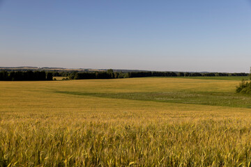 an agricultural field with a large harvest of unripe wheat at sunset, a large field with cereals and a forest