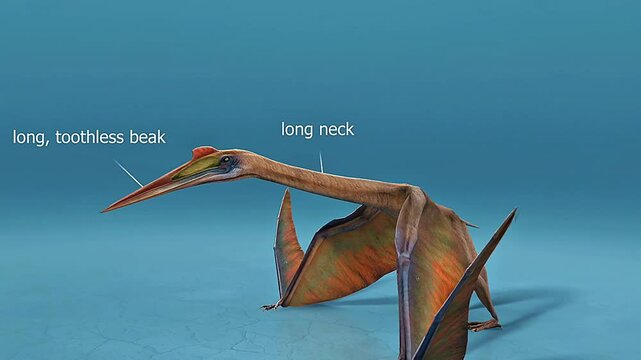 Quetzalcoatlus anatomy