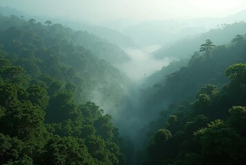 Obraz premium Mist-Filled Valley Surrounded by a Dense Green Forest, Creating a Serene and Mysterious Natural Landscape 