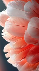 Close-up of vibrant pink and white flamingo feathers  Detailed textures and soft lighting