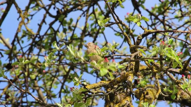 A female linnet bird (Linaria cannabina) sits on an apple tree branch in springtime.