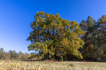 Obraz premium beautiful oak with orange-green foliage during the autumn leaf fall in sunny weather, landscape