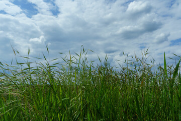 Close-up of tall green grasses on the field with cloudy sky on the background