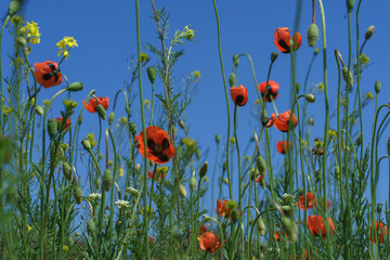 Filed with red poppies with black centers, some yellow flowers, and green stems and leaves with clear blue sky on the background 