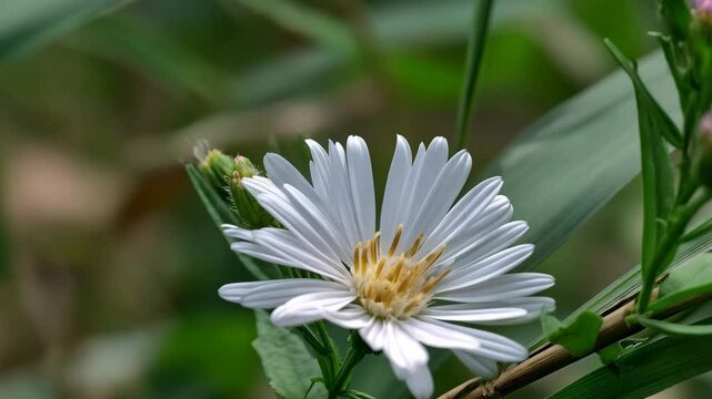 Close-up on a white aster flower in natural daylight with a shallow depth of field and green plant background