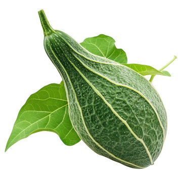 Isolated pointed gourd vegetable with leaves on transparent area on transparent background