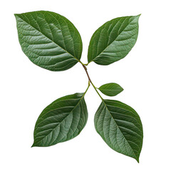 Fototapeta premium Isolated green leaves foliage botanical nature organic closeup on transparent background