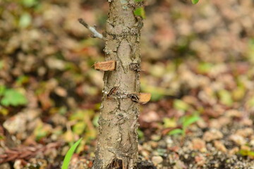 A branch of buckthorn tree with green leaves and black berries in daylight. Suitable for botanical, medicinal, and natural themes.

