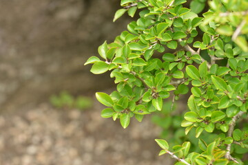 A branch of buckthorn tree with green leaves and black berries in daylight. Suitable for botanical, medicinal, and natural themes.

