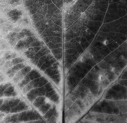 Black and White Close-Up of Intricate Leaf Veins