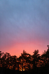 Vibrant Pink Sunset Behind Silhouetted Trees at Dusk