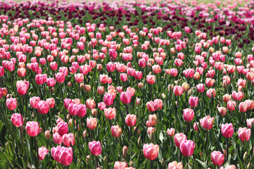 Tulip blooming period. Beautiful bright flowers close-up. Field of pink tulips. Park. Natural spring background. Photo of flowers for postcards