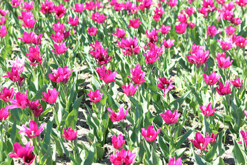 Fototapeta premium Tulip blooming period. Beautiful bright flowers close-up. Field of pink tulips. Park. Natural spring background. Photo of flowers for postcards
