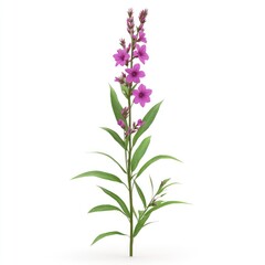 Fototapeta premium Pink flower stem with leaves against a white background.