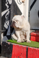 Sleepy British Bulldog taking a nap in the sun on a step