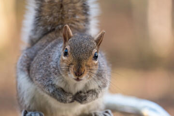 Inquisitive squirrel staring into the camera