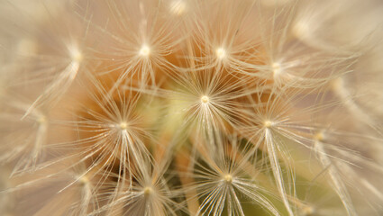 Macro close up image of a dandelion seed head with delicate feathery structures