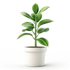 Isolated indoor plant in a white pot against a plain background.