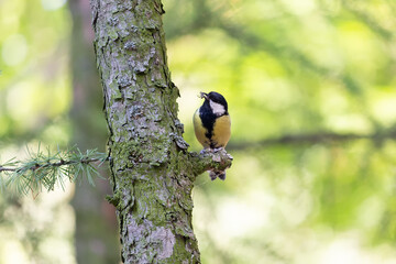 Tit on tree trunk in forest