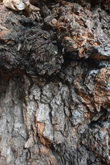 TEXTURA DE TRONCO MADERA ÁRBOL