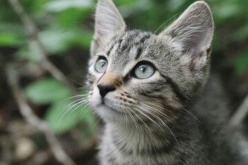 Fototapeta premium Whisker-twitching tabby kitten gazes skyward, embodying curiosity and lunar lore, perfect for Cat Day and Moon Festival celebrations