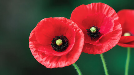 Fototapeta premium Twin scarlet poppies whisper secrets of remembrance and renewal, evoking Armistice Day and Beltane's floral festival