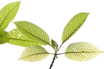Kratom leaves with branches on white isolated background for green foliage backdrop