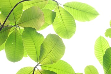A tropical tree leaf with branches on white isolated background for green foliage backdrop 