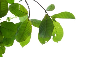 A tropical tree leaf with branches on white isolated background for green foliage backdrop 