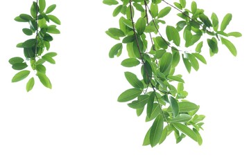 A tropical tree leaf with branches on white isolated background for green foliage backdrop 