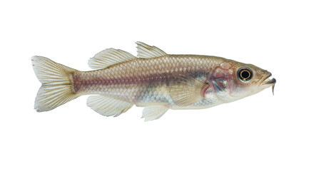 Fototapeta premium Parambassis ranga Fish isolated, Glass Fish Cutout 