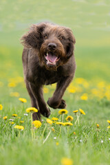 Pudelpointer rennt &uuml;ber bl&uuml;hende Wiese