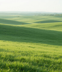 Obraz premium green wheat field