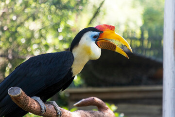 Yellow-billed hornbill in zoo, Fort Worth, Texas, USA © harshavardhan