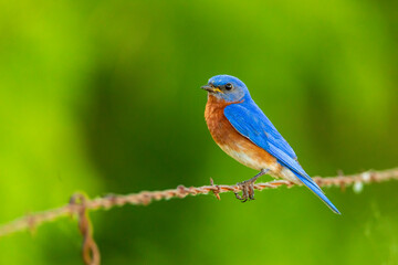 Eastern bluebird - Sialia sialis - Fort Worth, Texas, USA	