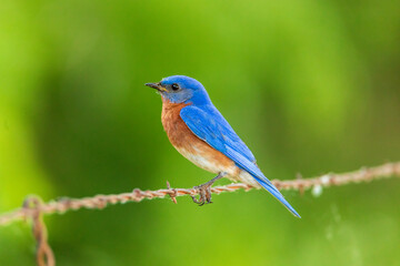 Eastern bluebird - Sialia sialis - Fort Worth, Texas, USA	