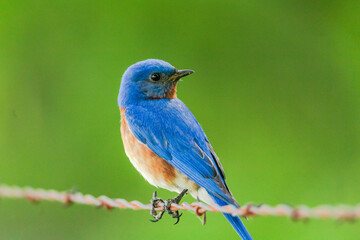 Eastern bluebird - Sialia sialis - Fort Worth, Texas, USA	