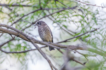 Eastern bluebird - Sialia sialis - Fort Worth, Texas, USA	