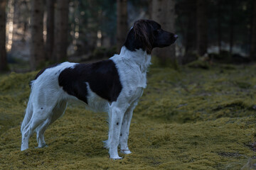 Kleiner M&uuml;nsterl&auml;nder Jagdhund