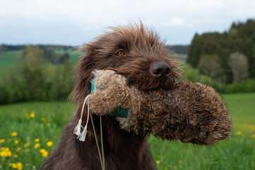 Pudelpointer apportiert Dummy