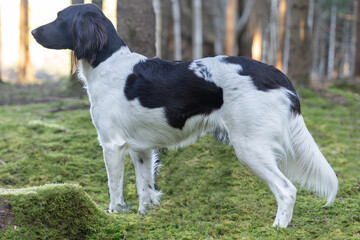 Kleiner M&uuml;nsterl&auml;nder Jagdhund