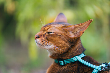 Cat Relaxing in Garden s Natural Harmony