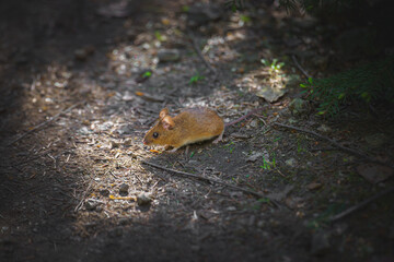 Small wild mouse with big, round eyes sits on the forest floor surrounded by moss and leaves, capturing the charm of woodland wildlife and natural habitats.