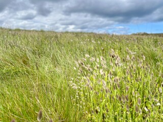Prairie verte sous nuage gris intense