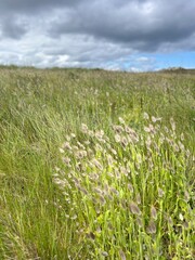 Obraz premium Prairie verte sous nuage gris intense