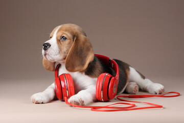 Cute little beagle puppy with headphones