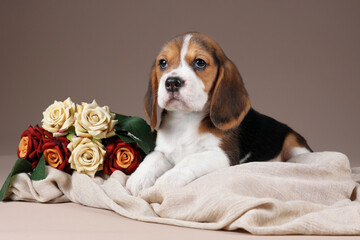 Cute little beagle puppy with roses