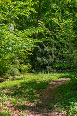 Fototapeta premium Un joli chemin forestier serpente au cœur de la forêt, entouré d’arbres majestueux et de verdure paisible, invitant à la promenade et à la contemplation.
