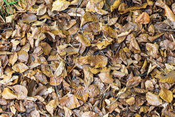 Tapis de feuilles mortes en plein cadre